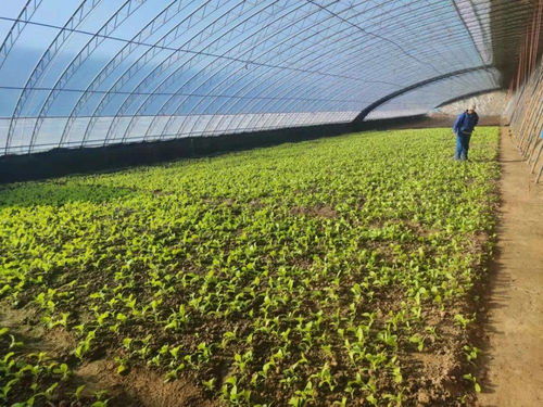 平谷马昌营镇 设施农业升级改造与农业企业托管服务双轮驱动，谱写乡村振兴新篇章