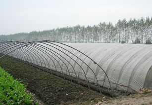 设施园艺与农业托管服务 探索中国设施农业的规模与模式